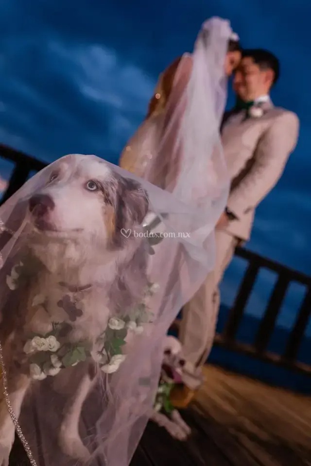 Perrito acompañando una boda dog friendly